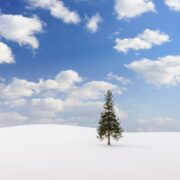 Biei, Japan at the Christmas Tree