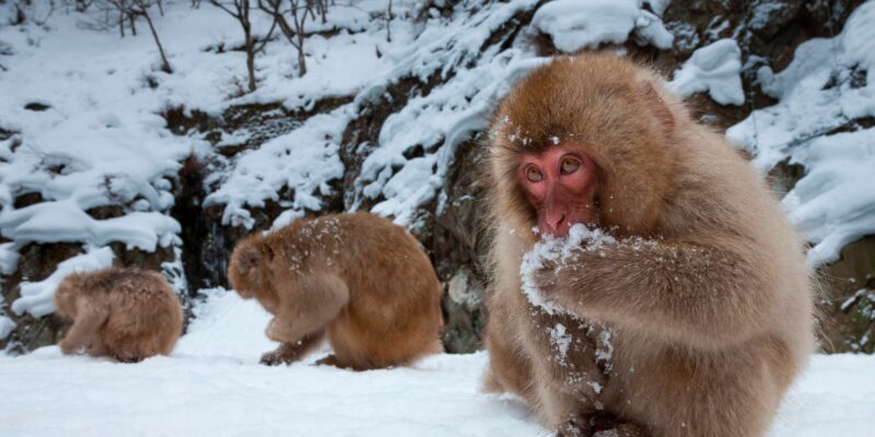 Japanese Prefectures