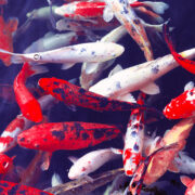 Hello Kitty designer steps down