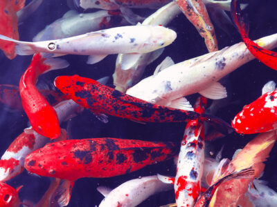 Hello Kitty designer steps down